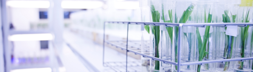 ¿Qué soluciones existen para la investigación vegetal en epigenética e inmunología?