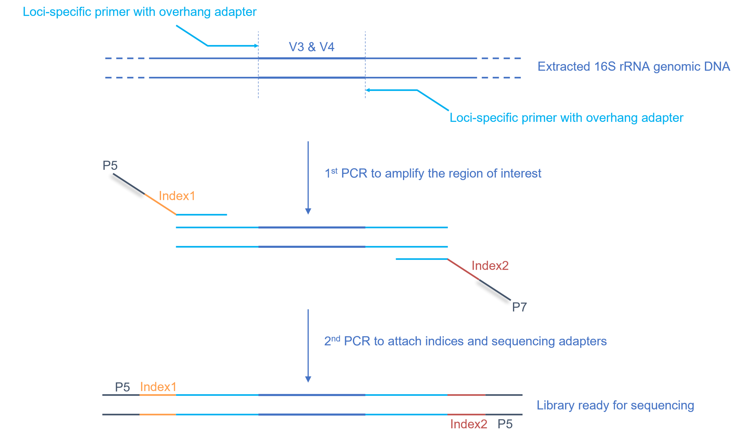 GEN X PRO.-16S rRNA V3-V4 Microbiome-Seq Kit - Imagen 2