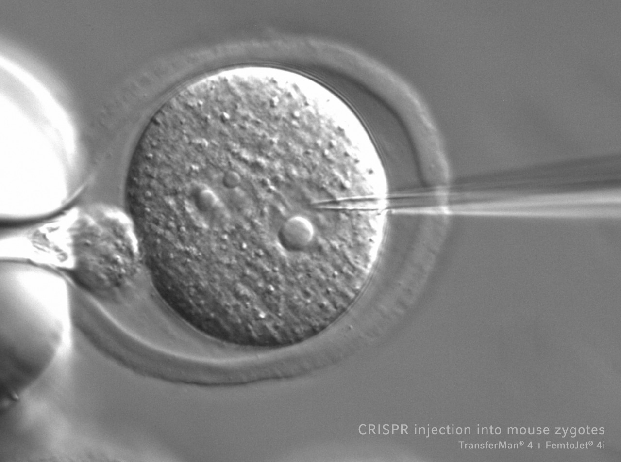 TransferMan 4r/4m - Imagen 7